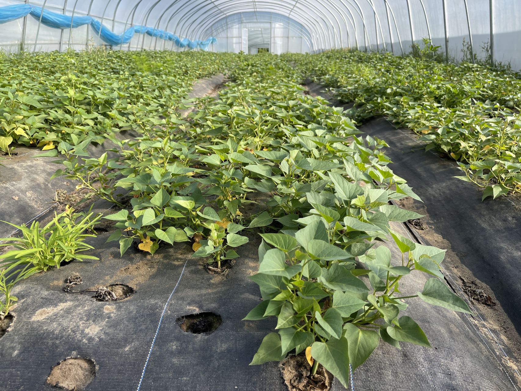 蔬菜有必要使用真空預冷機嗎？